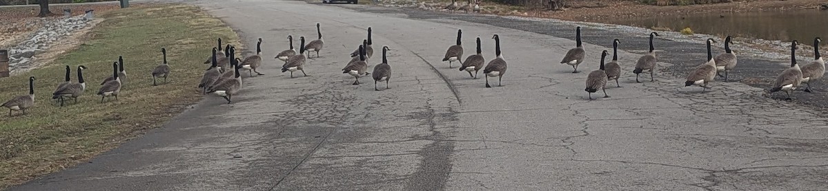 Canada Goose - ML645067086