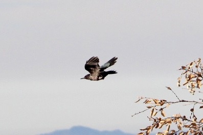 Lewis's Woodpecker - ML645067106