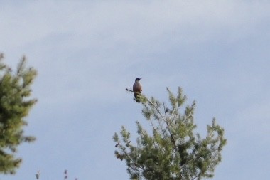 Lewis's Woodpecker - ML645067108