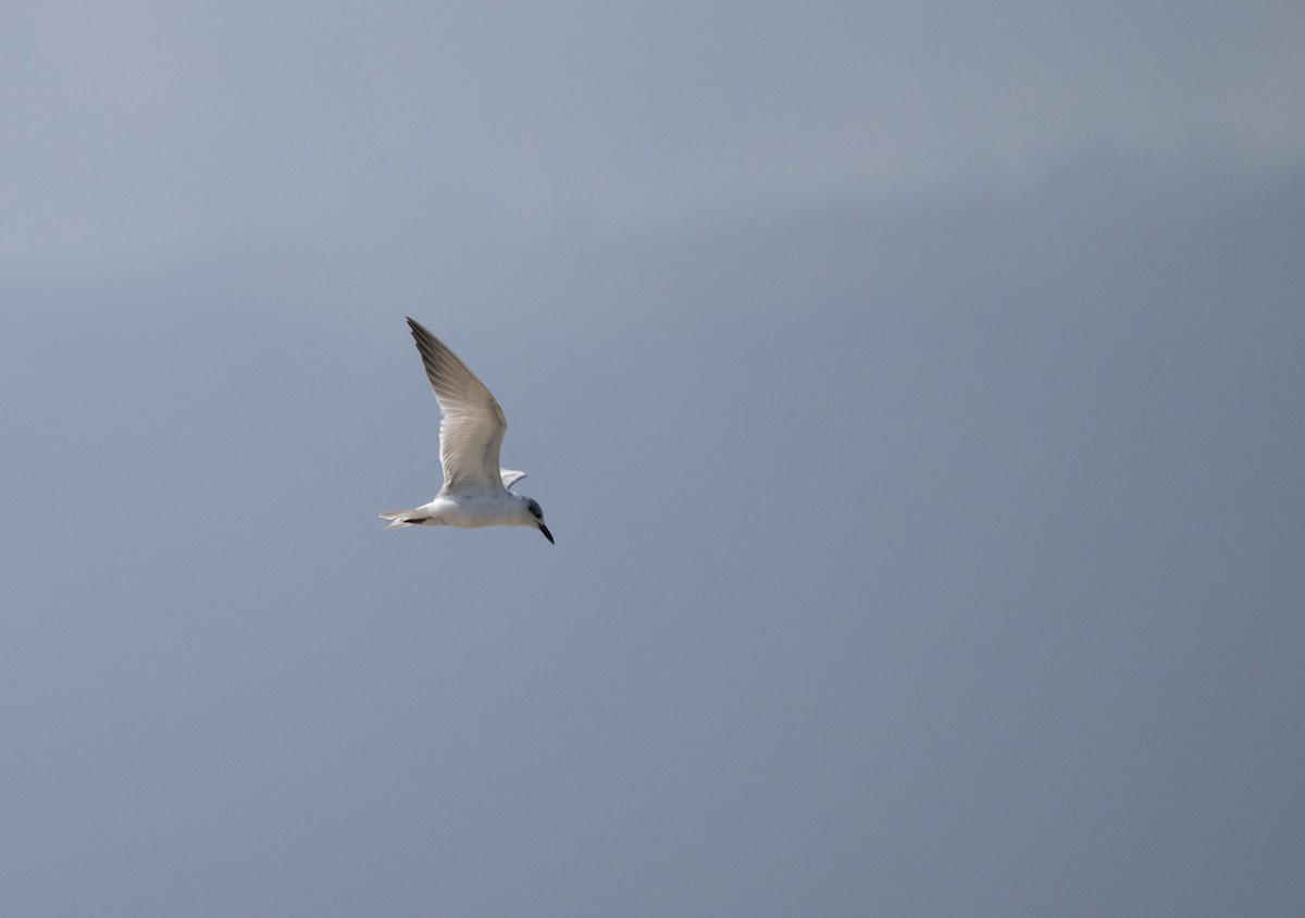Gull-billed Tern - ML645067112