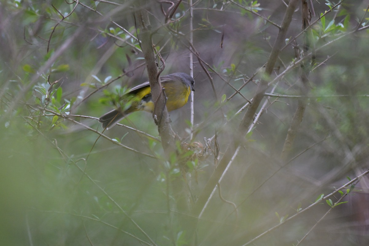 Eastern Yellow Robin - ML645067116