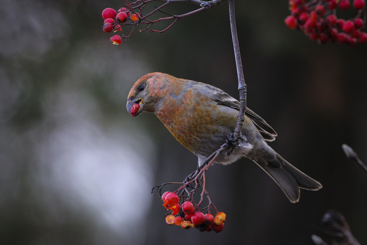 hýl křivčí - ML645067119