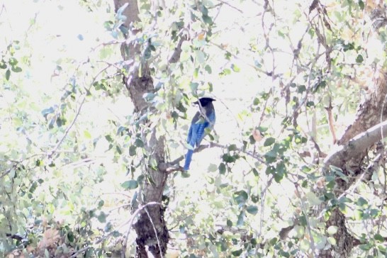 Steller's Jay - ML645067120