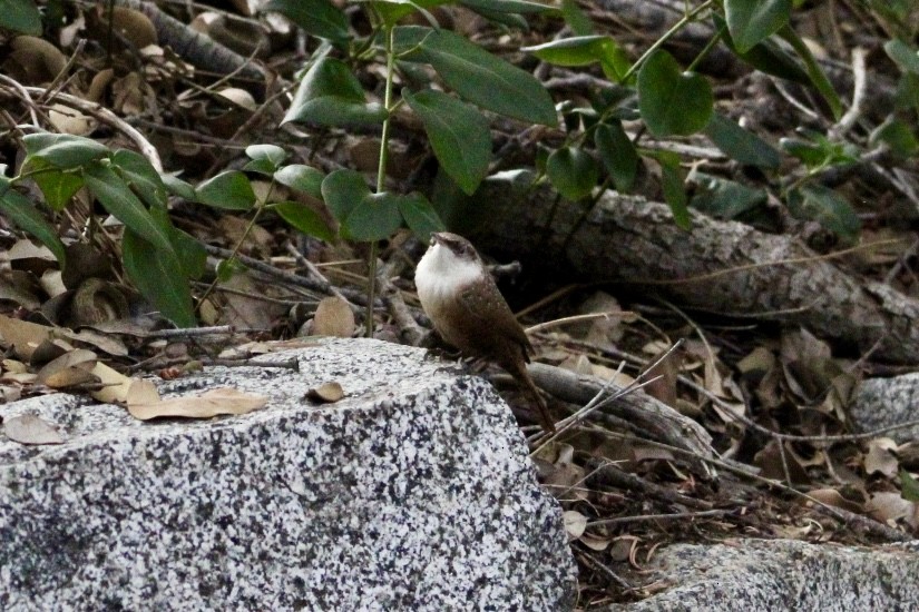 Canyon Wren - ML645067131