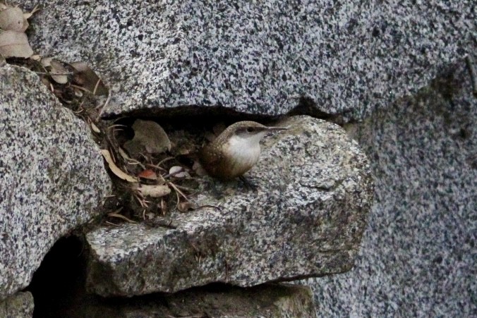 Canyon Wren - ML645067133