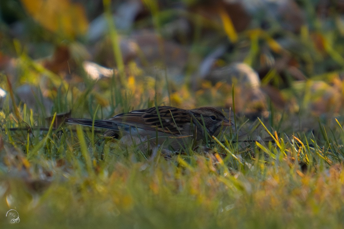 Chipping Sparrow - ML645067146