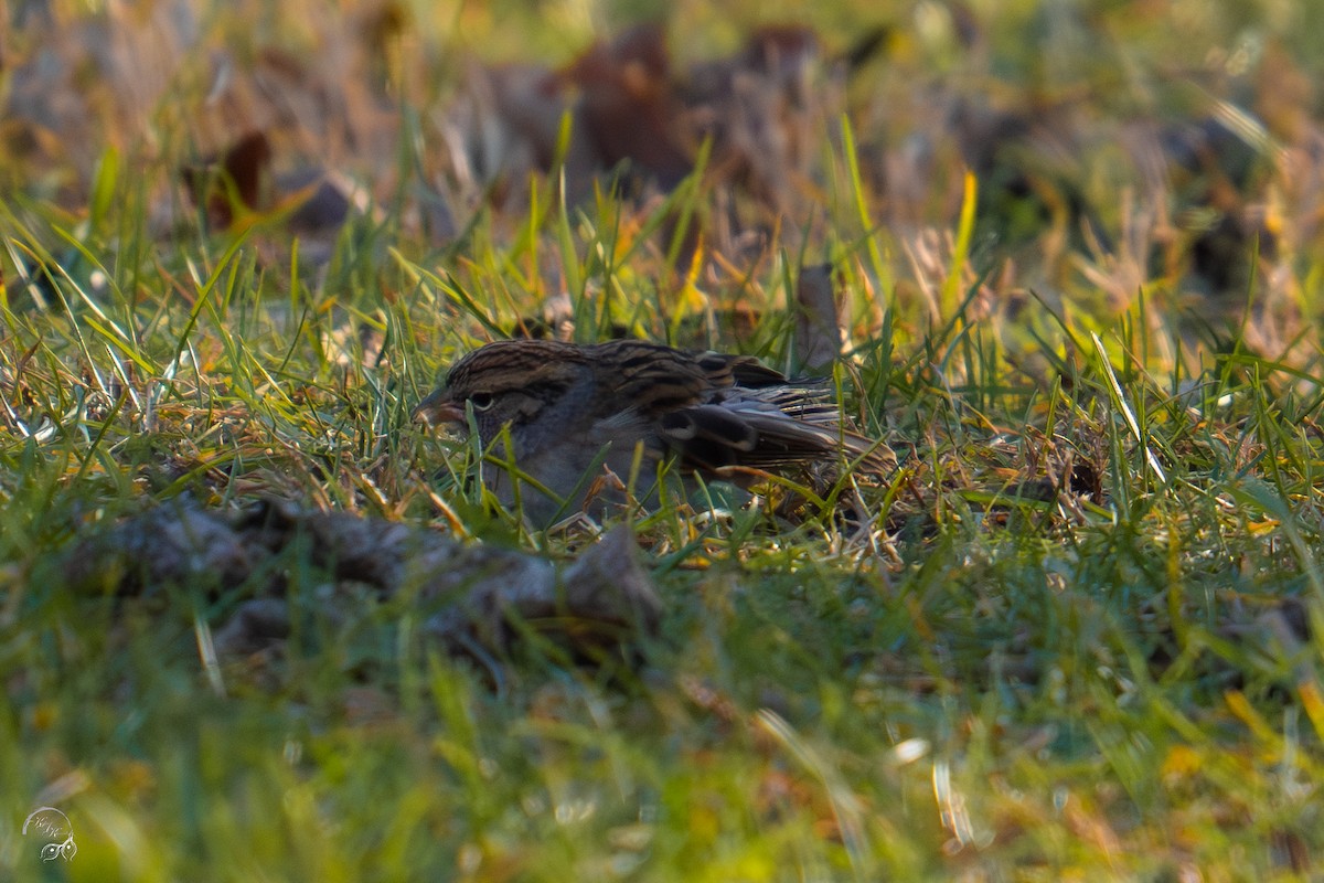 Chipping Sparrow - ML645067147
