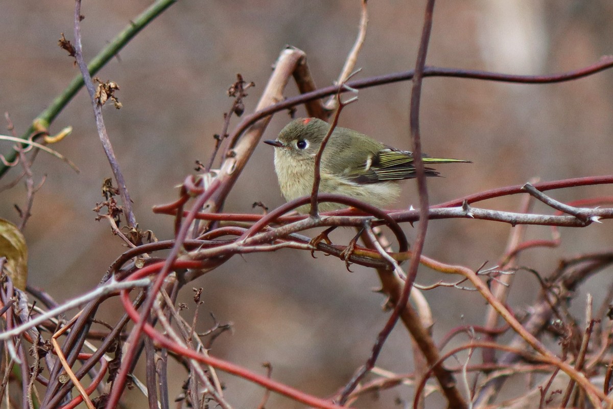 Ruby-crowned Kinglet - ML645067149