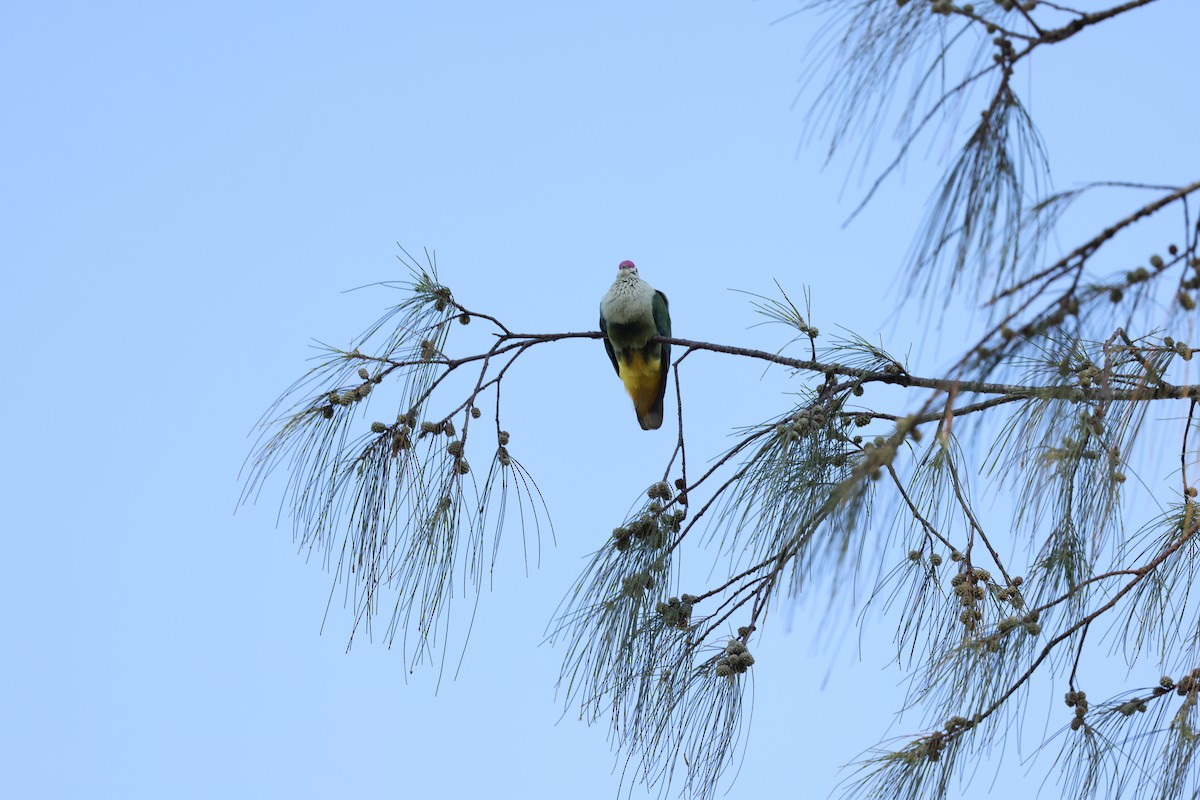 Crimson-crowned Fruit-Dove - ML645067150