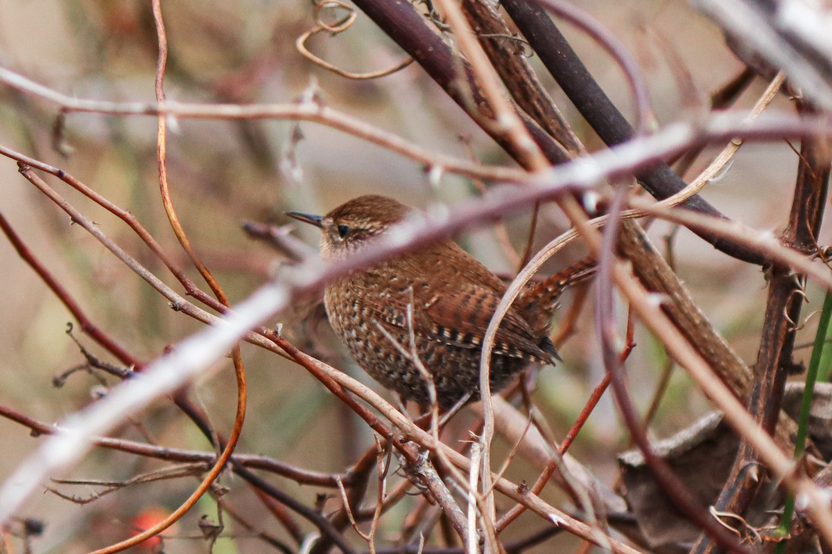 Winter Wren - ML645067151