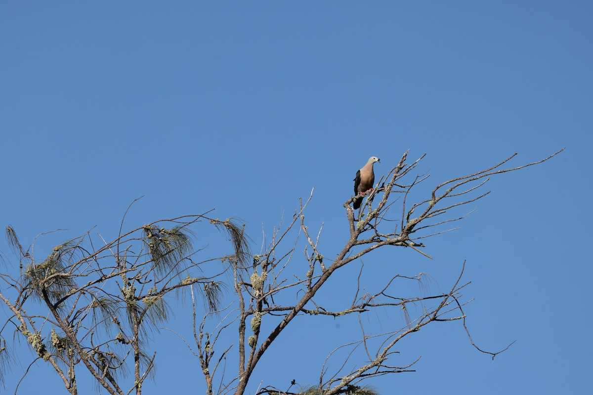 Pacific Imperial-Pigeon - ML645067156