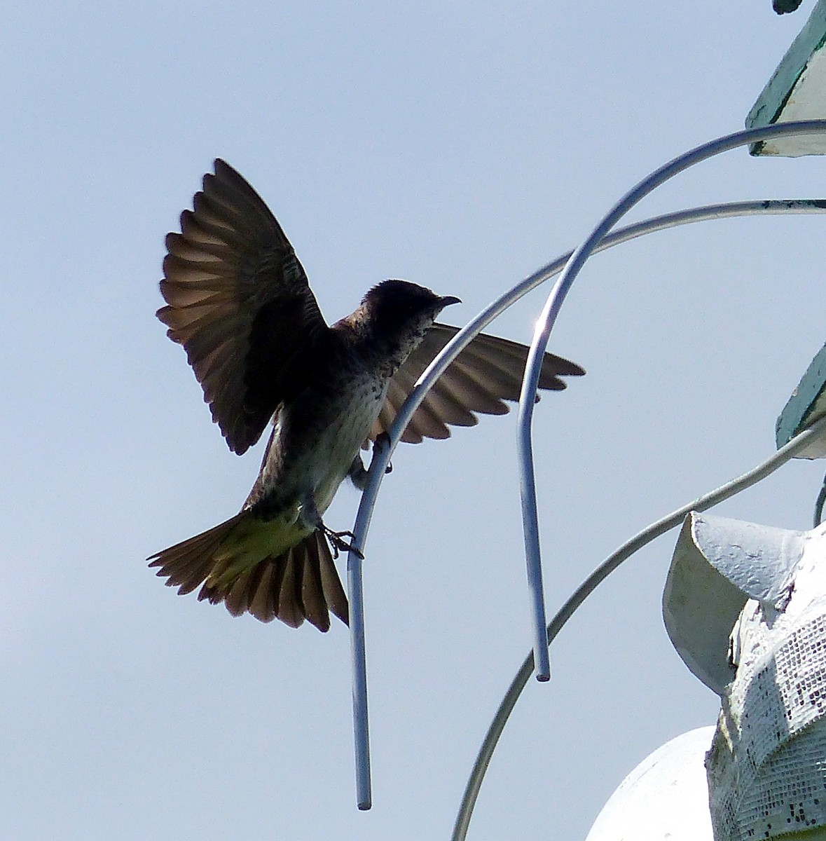Purple Martin - ML645067159