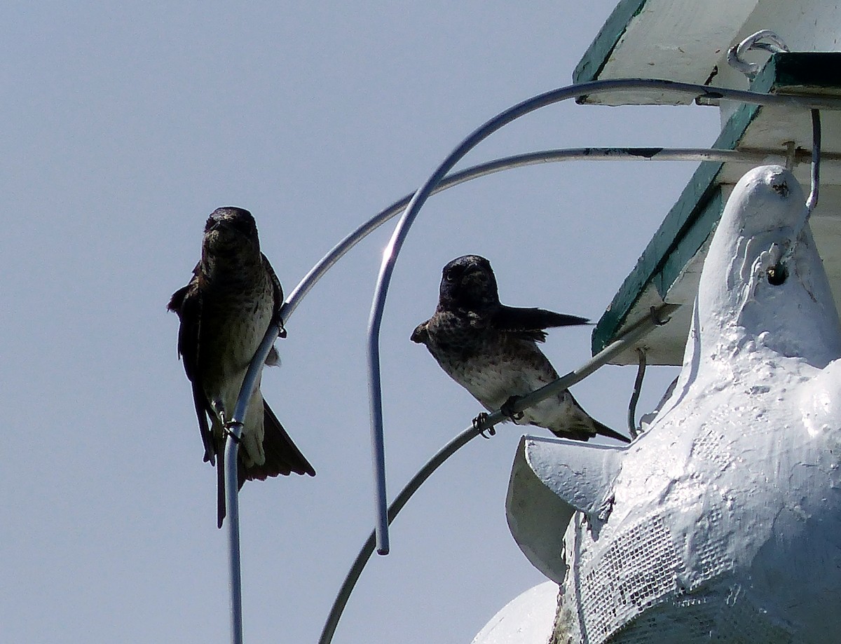 Purple Martin - ML645067160