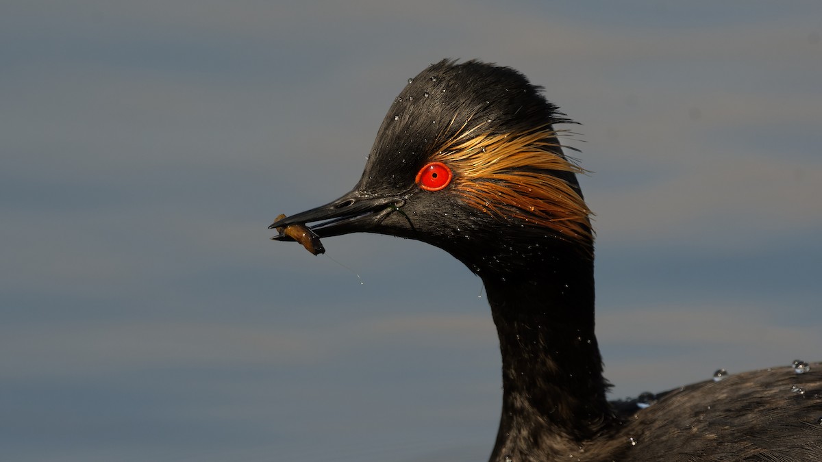 Schwarzhalstaucher - ML645067166