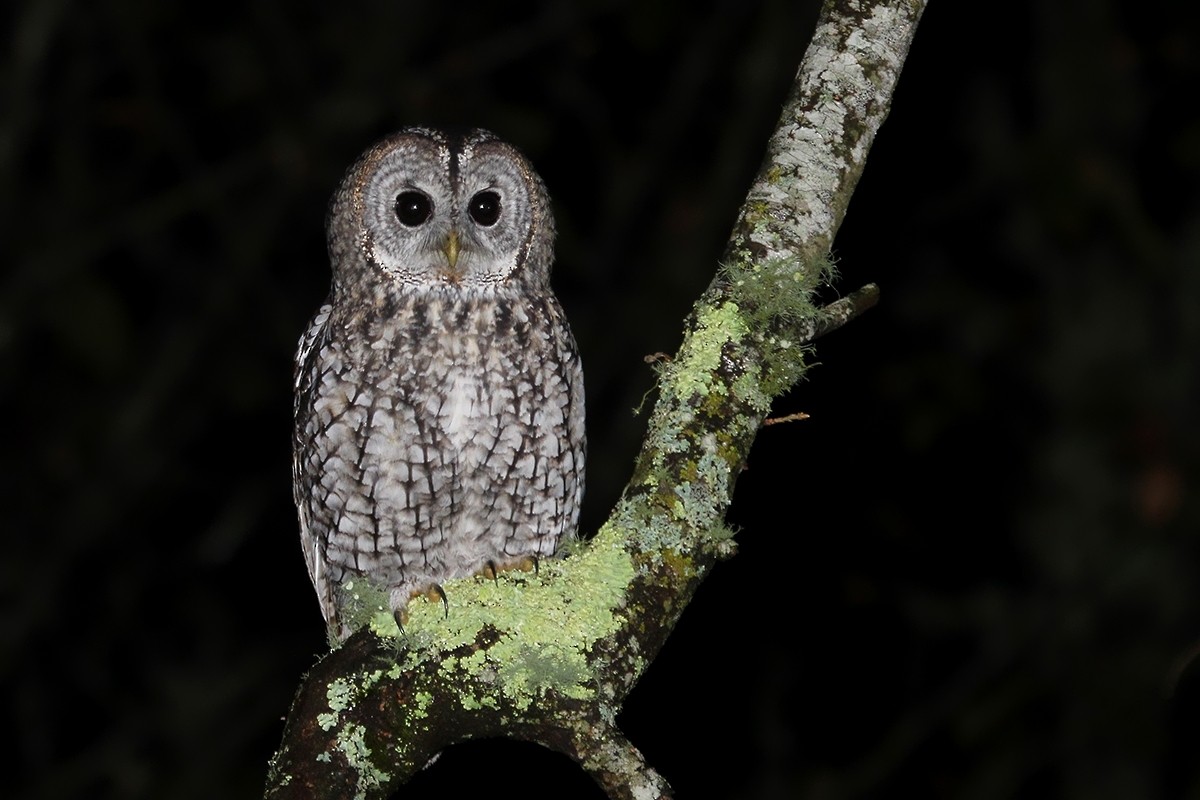 Chouette hulotte - ML645067167