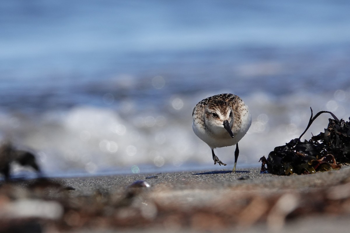 Semipalmated Sandpiper - ML645067174