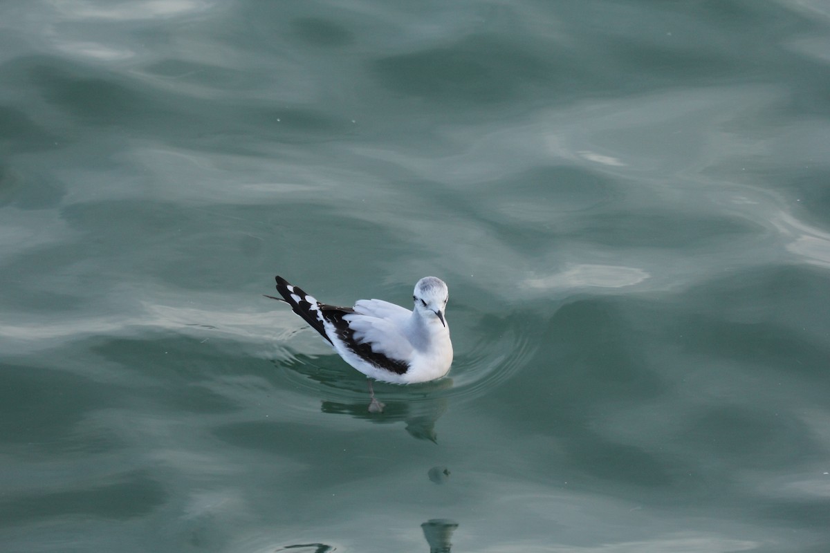 Хурган цахлай - ML645067184