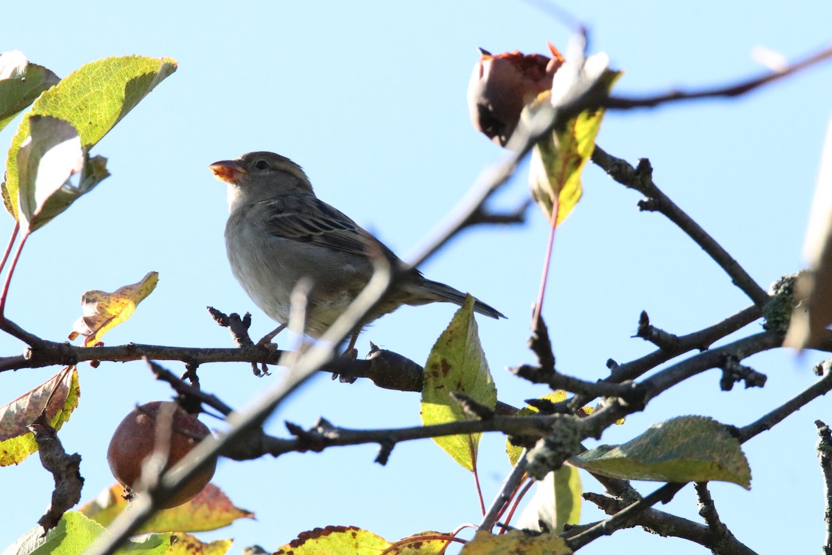 Eurasian Tree Sparrow - ML645067185