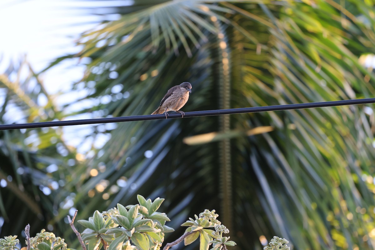 Polynesian Starling - ML645067188