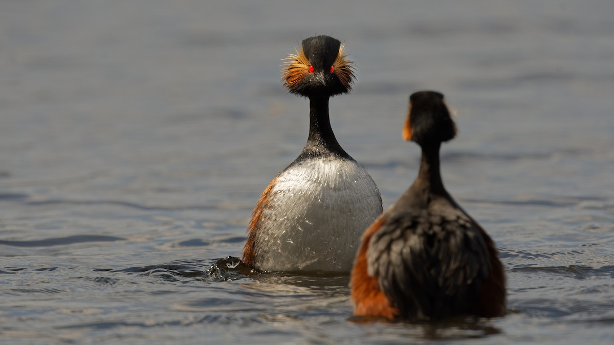 Schwarzhalstaucher - ML645067189