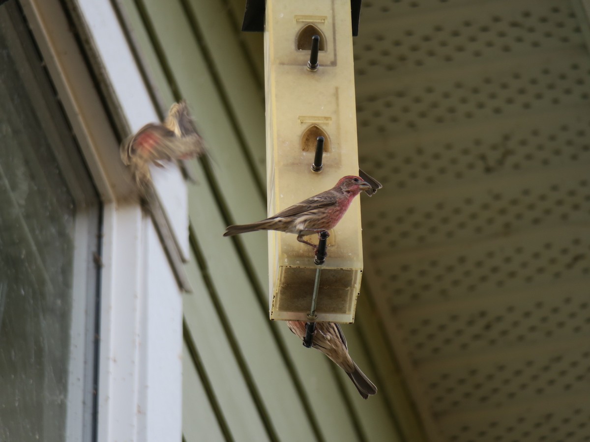House Finch - ML645067191