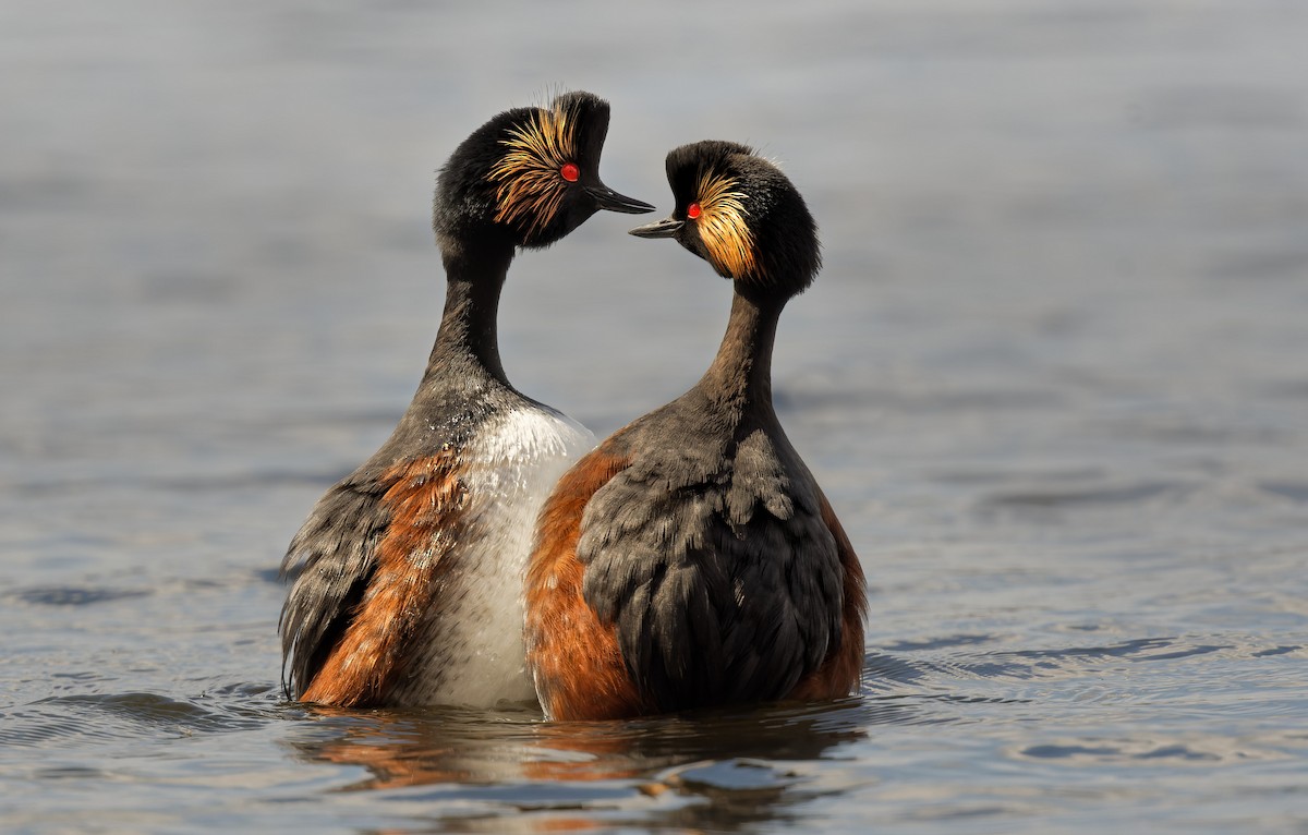 Schwarzhalstaucher - ML645067192