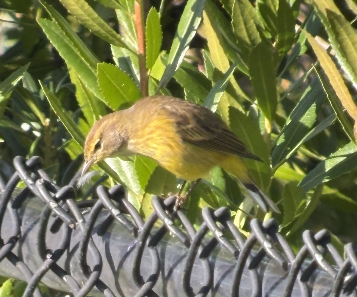 Palm Warbler (Yellow) - ML645067194