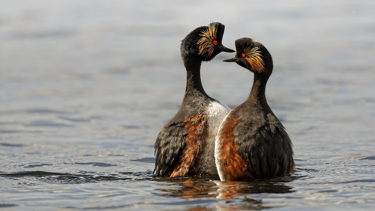 Schwarzhalstaucher - ML645067196