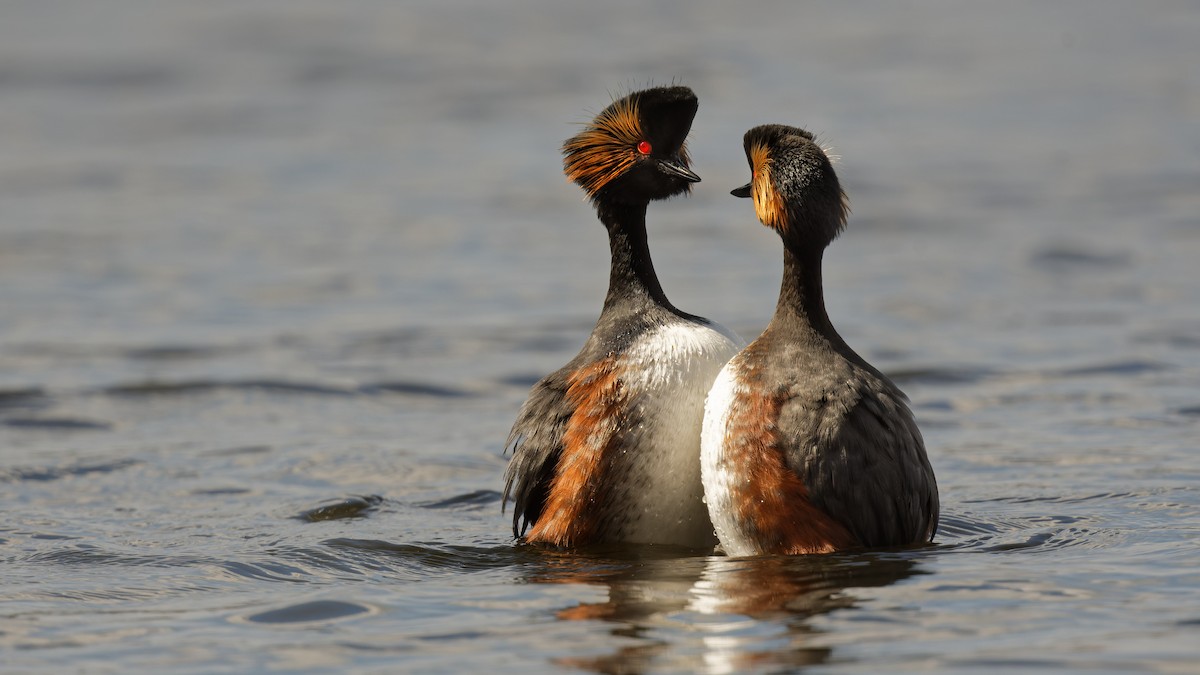 Schwarzhalstaucher - ML645067198