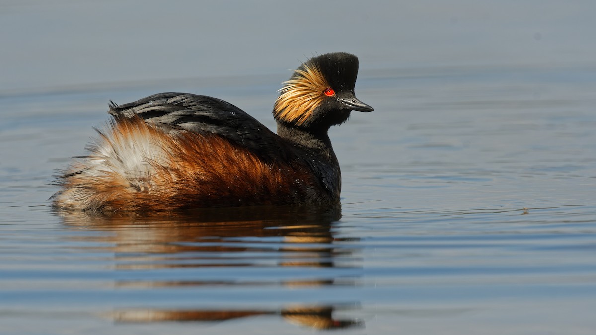 Schwarzhalstaucher - ML645067200