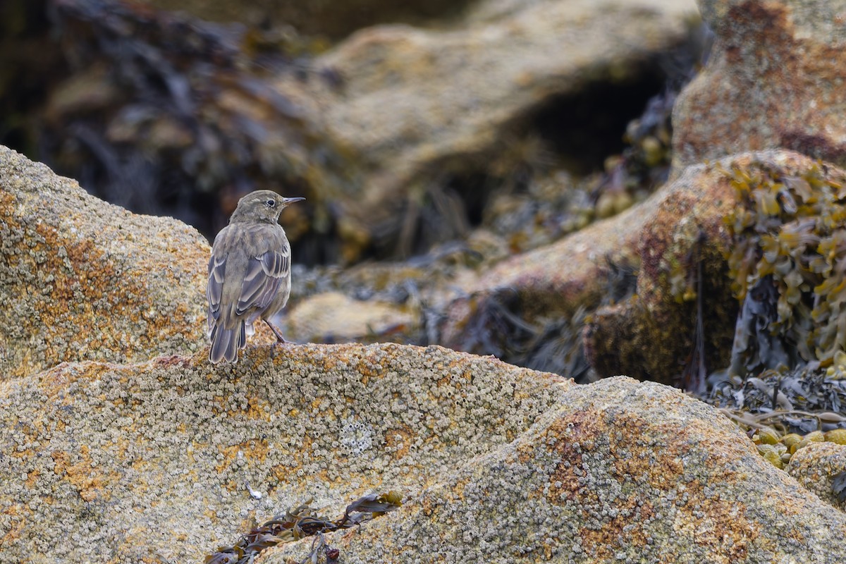 Rock Pipit - ML645067209