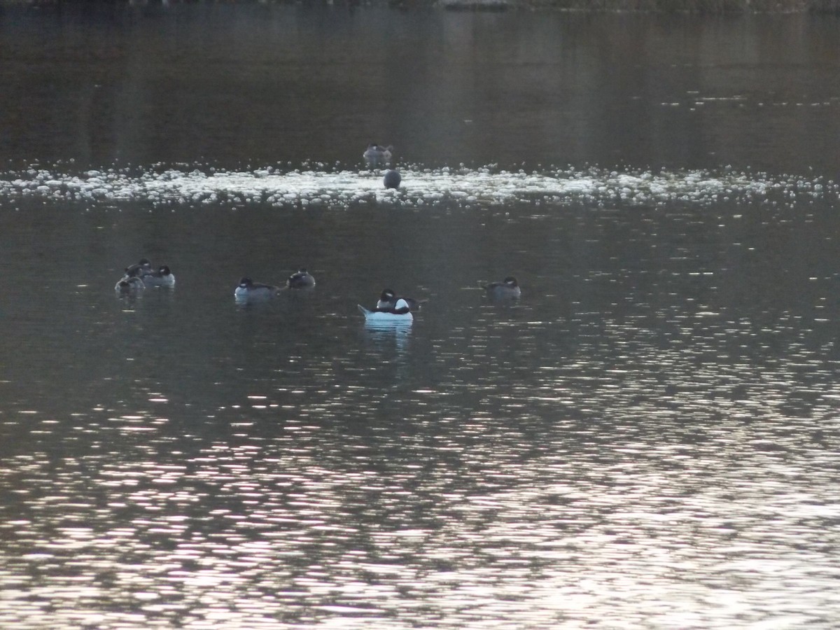 Bufflehead - ML645067210