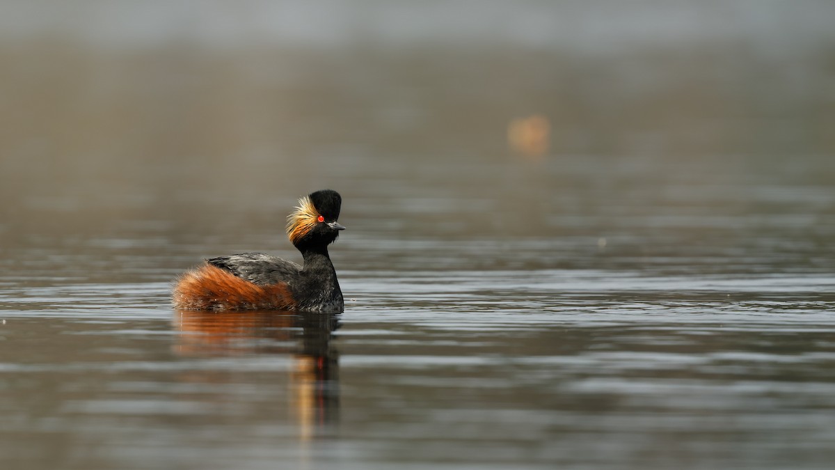 Schwarzhalstaucher - ML645067211