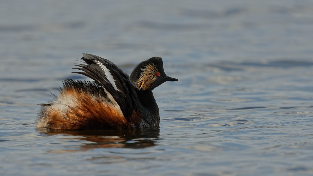 Schwarzhalstaucher - ML645067214