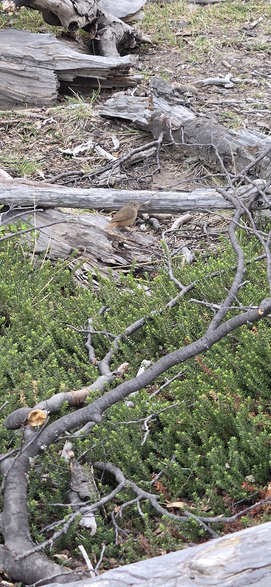 Southern House Wren - ML645067227