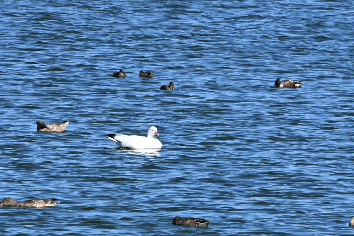 Ross's Goose - ML645067228