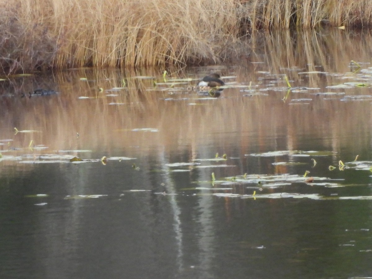 Pied-billed Grebe - ML645067258