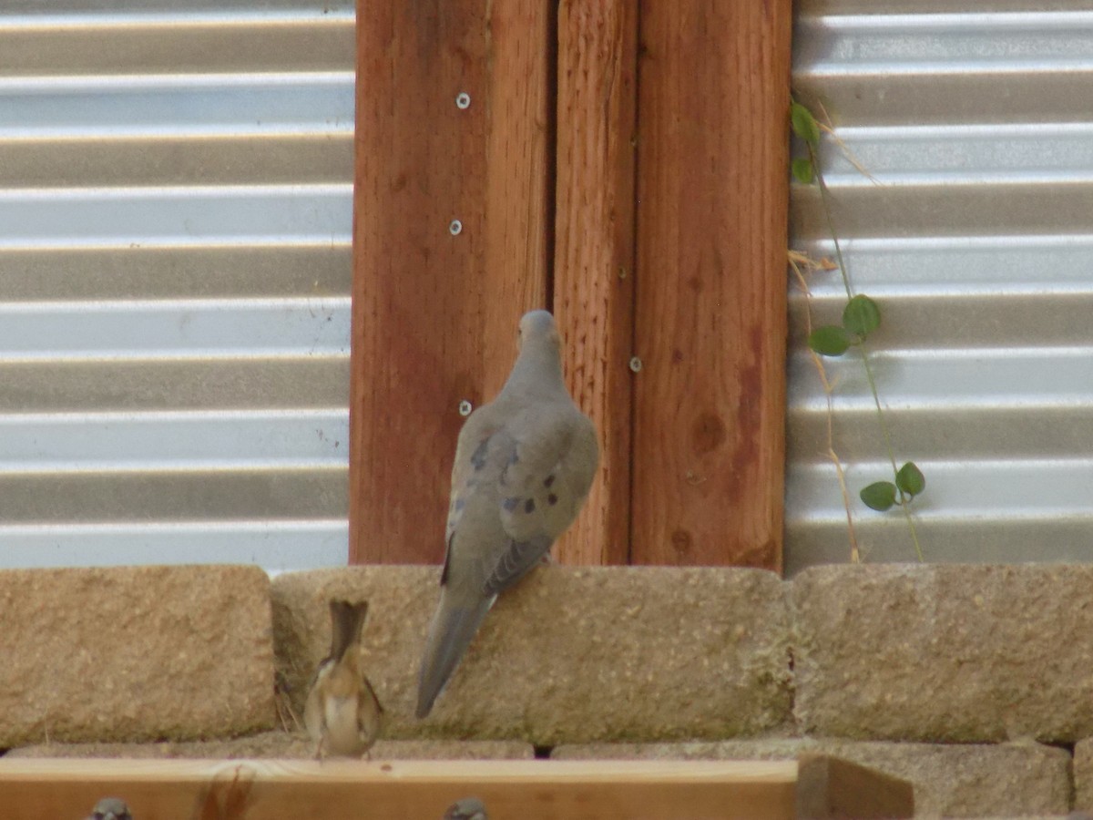 hrdlička karolínská - ML645067271