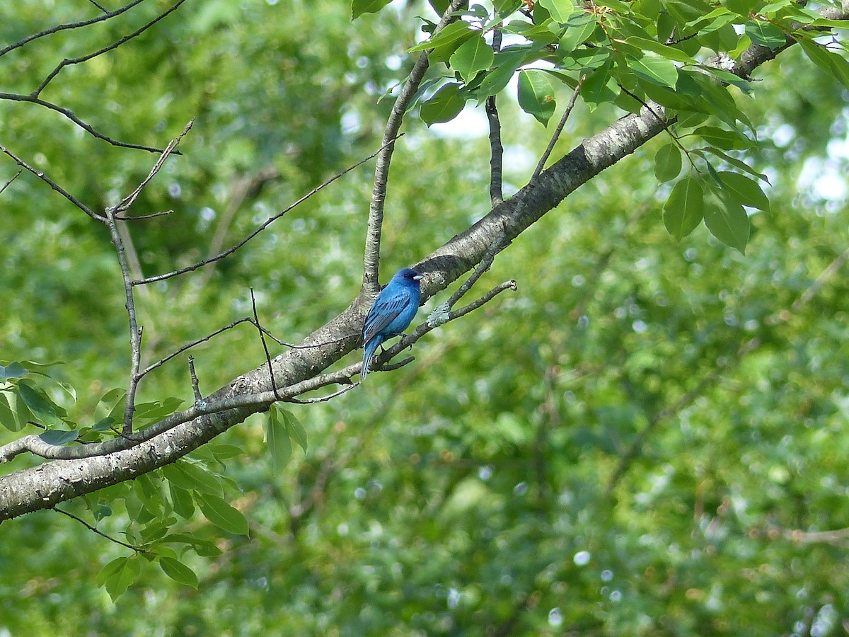 Passerin indigo - ML645067273