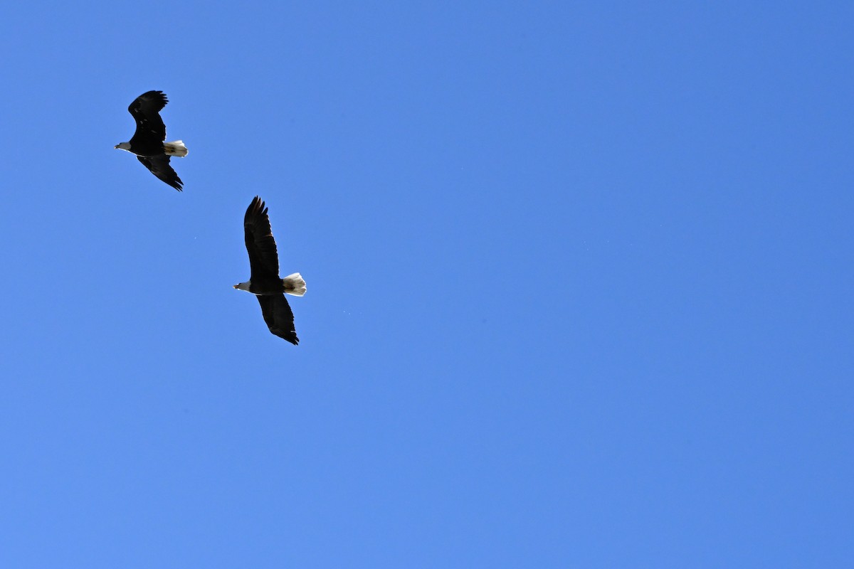 Bald Eagle - ML645067282