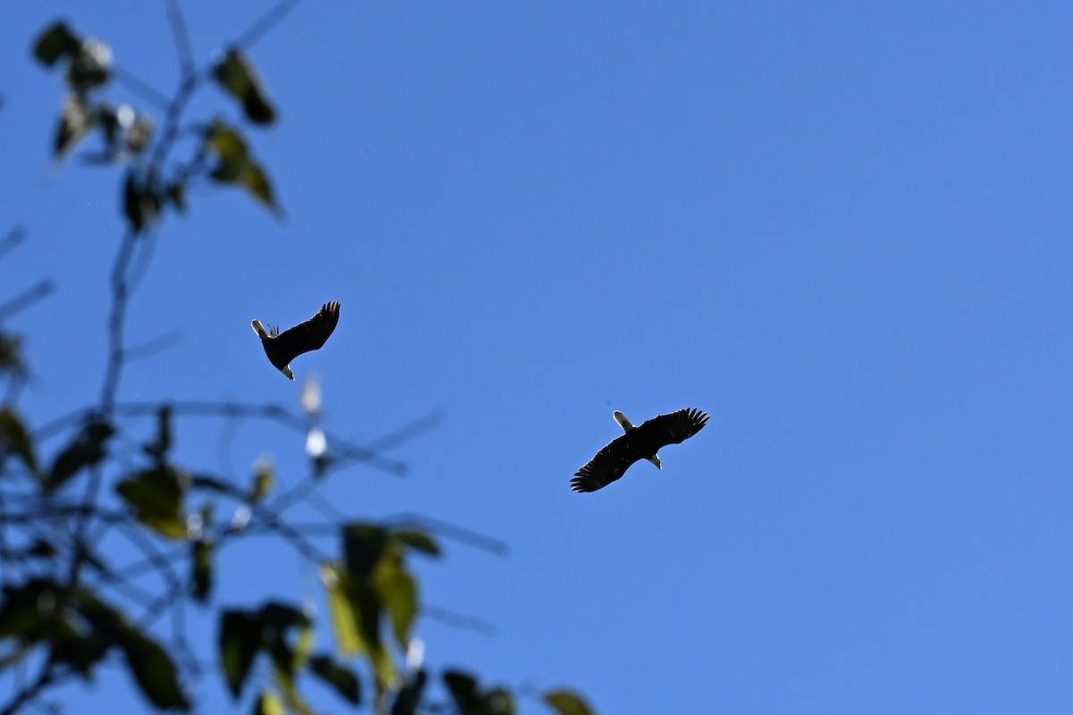 Bald Eagle - ML645067283