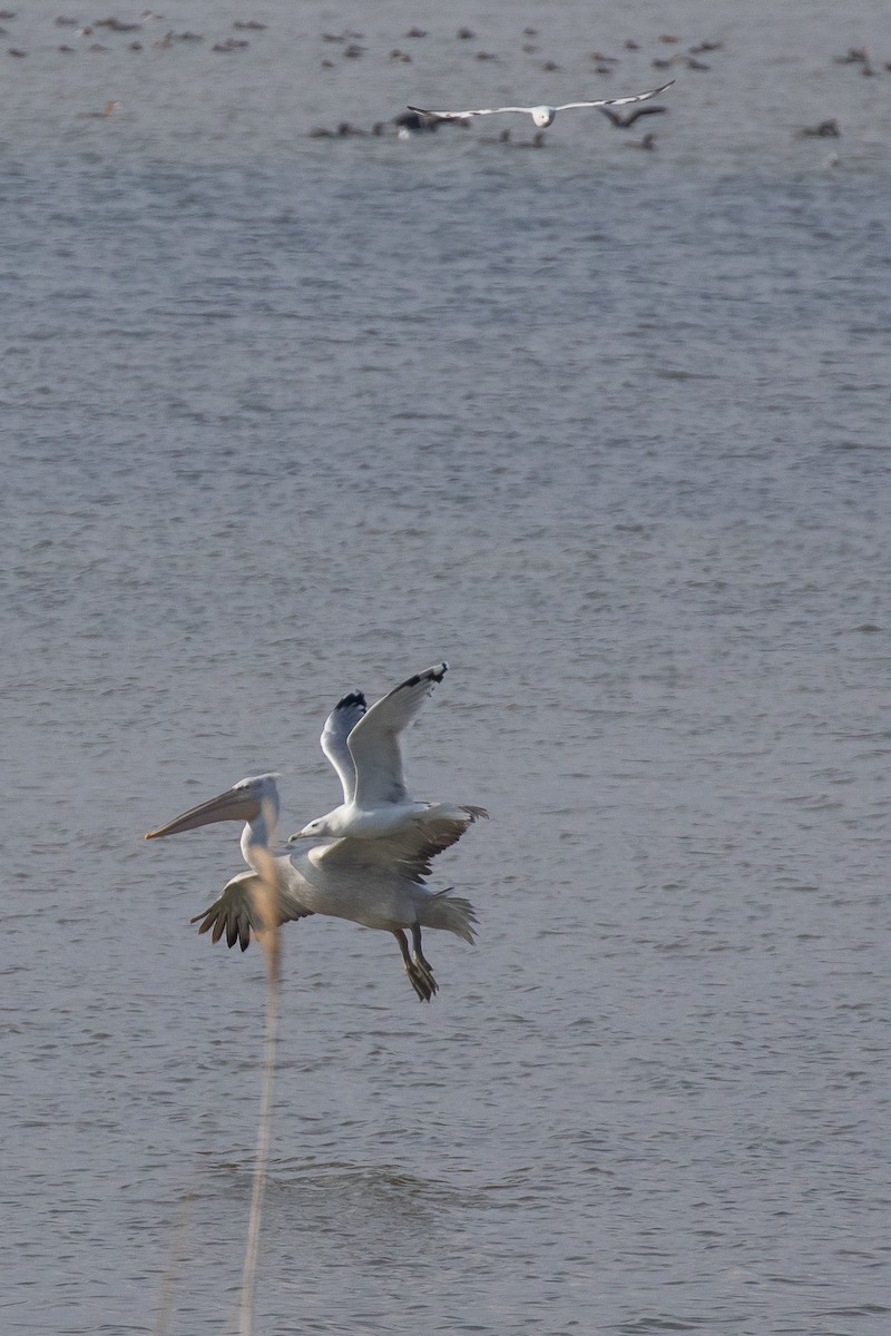 Caspian Gull - ML645067287
