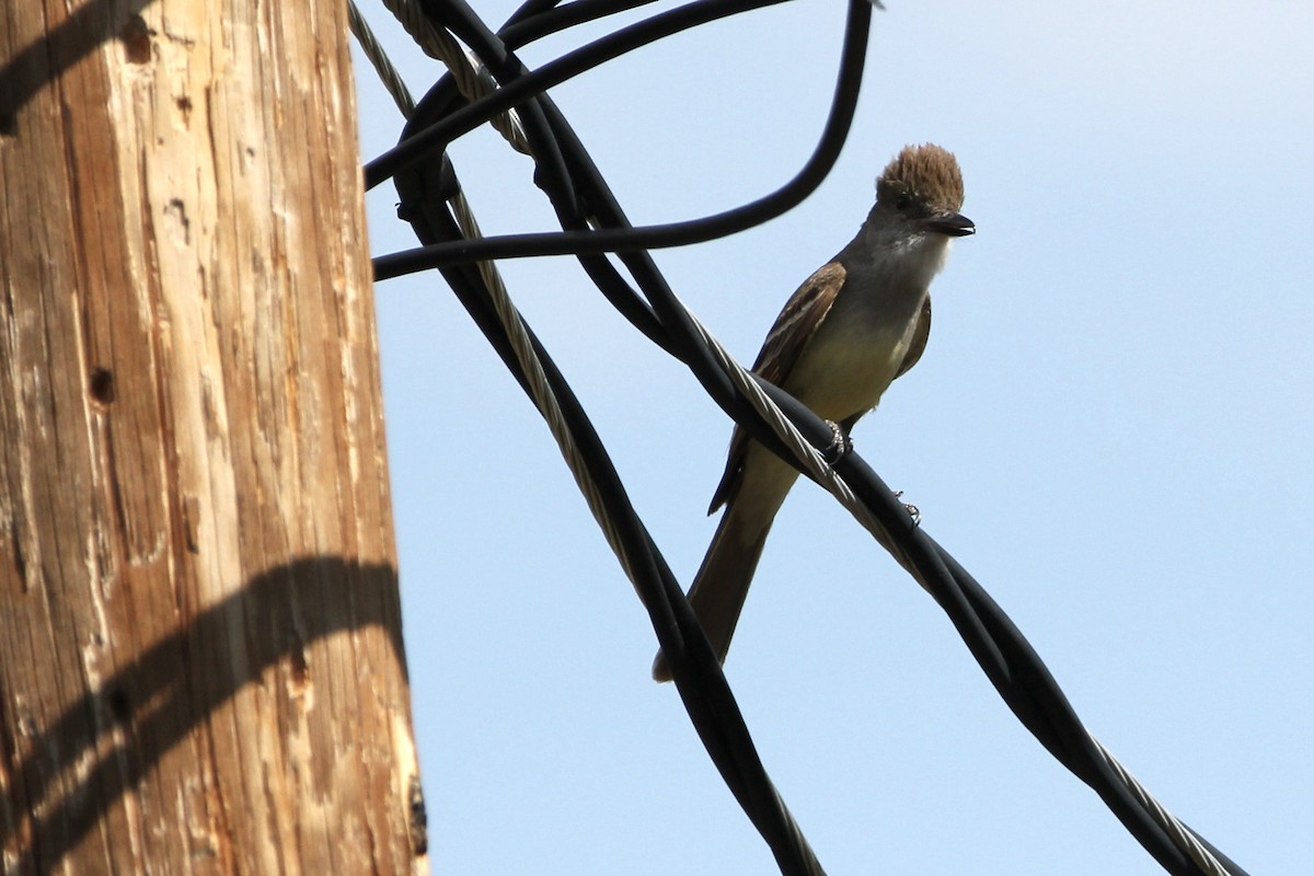 Brown-crested Flycatcher - ML645067288