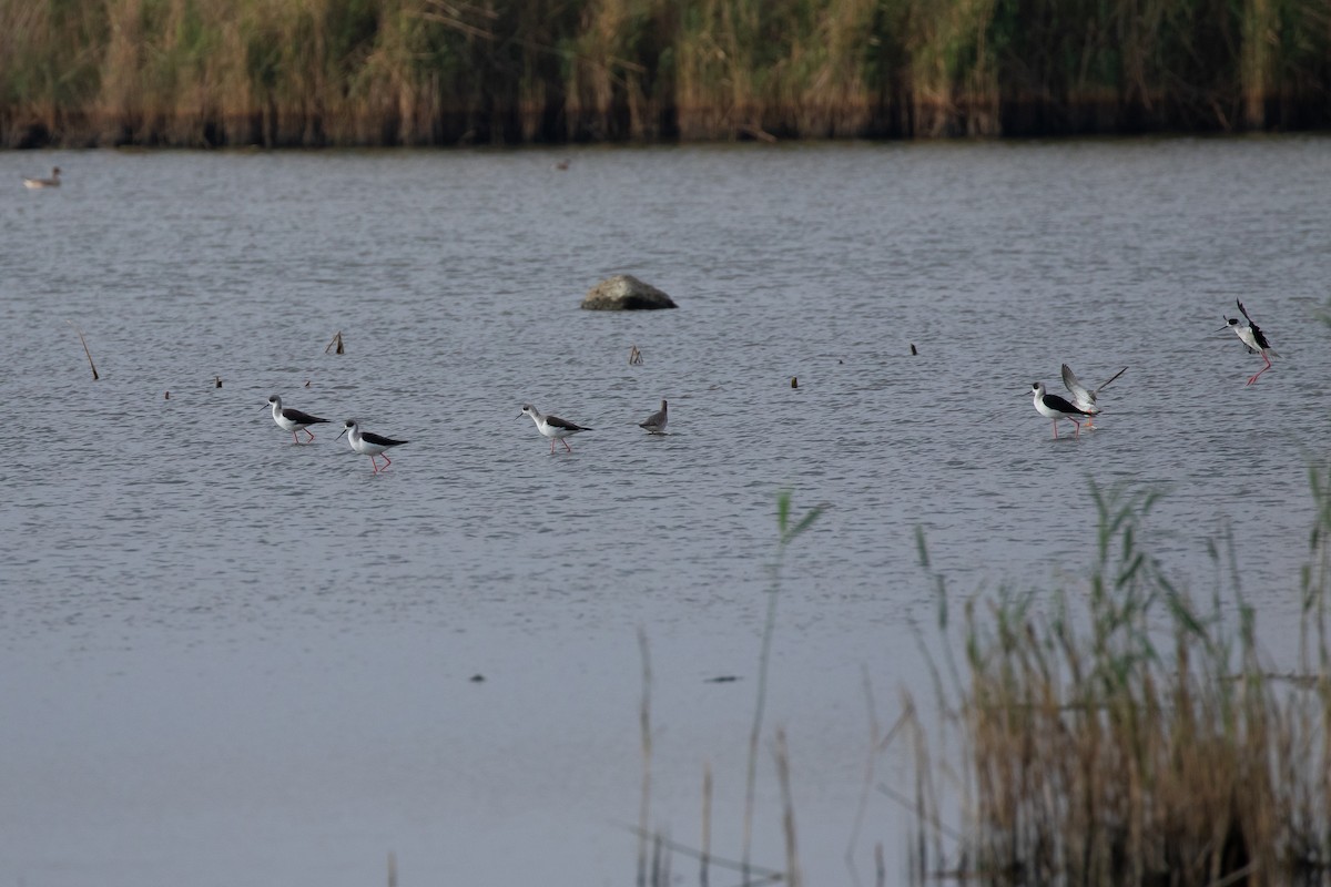 Zankaluze eurasiarra - ML645067294