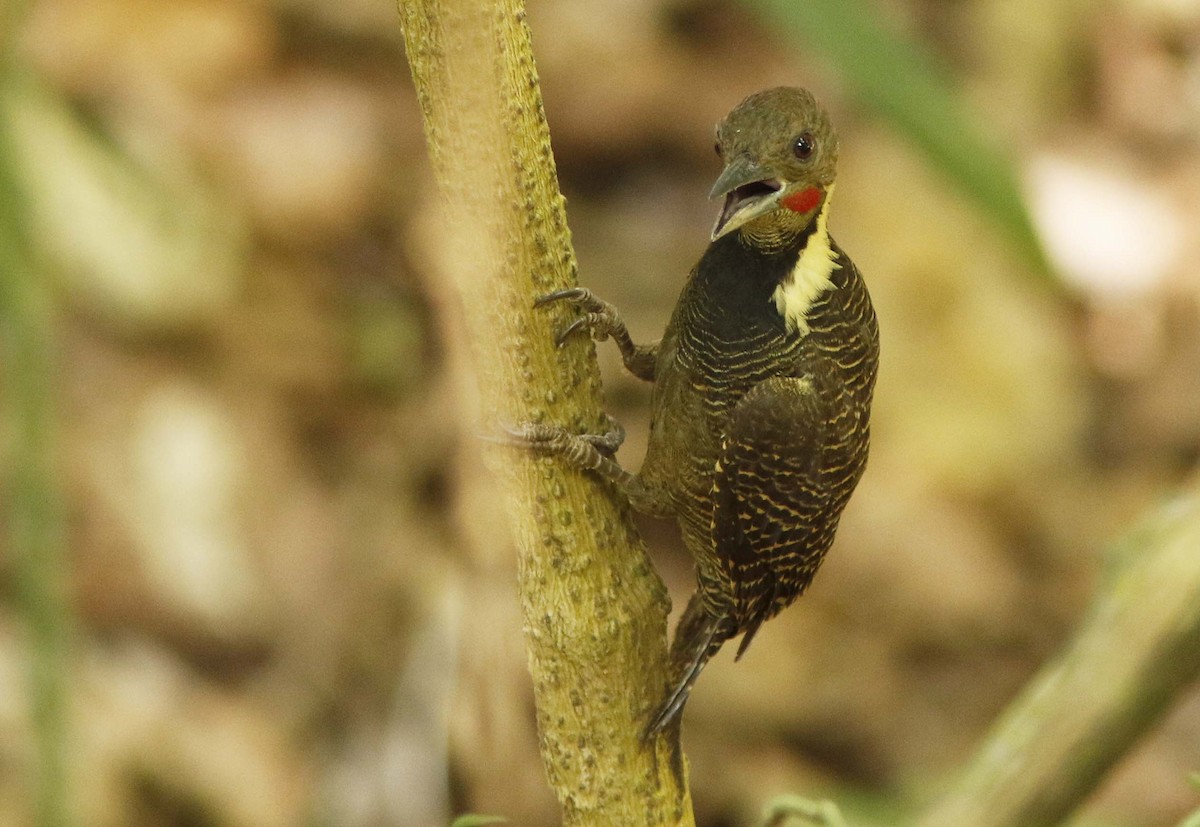 Tukkispecht - ML645067320