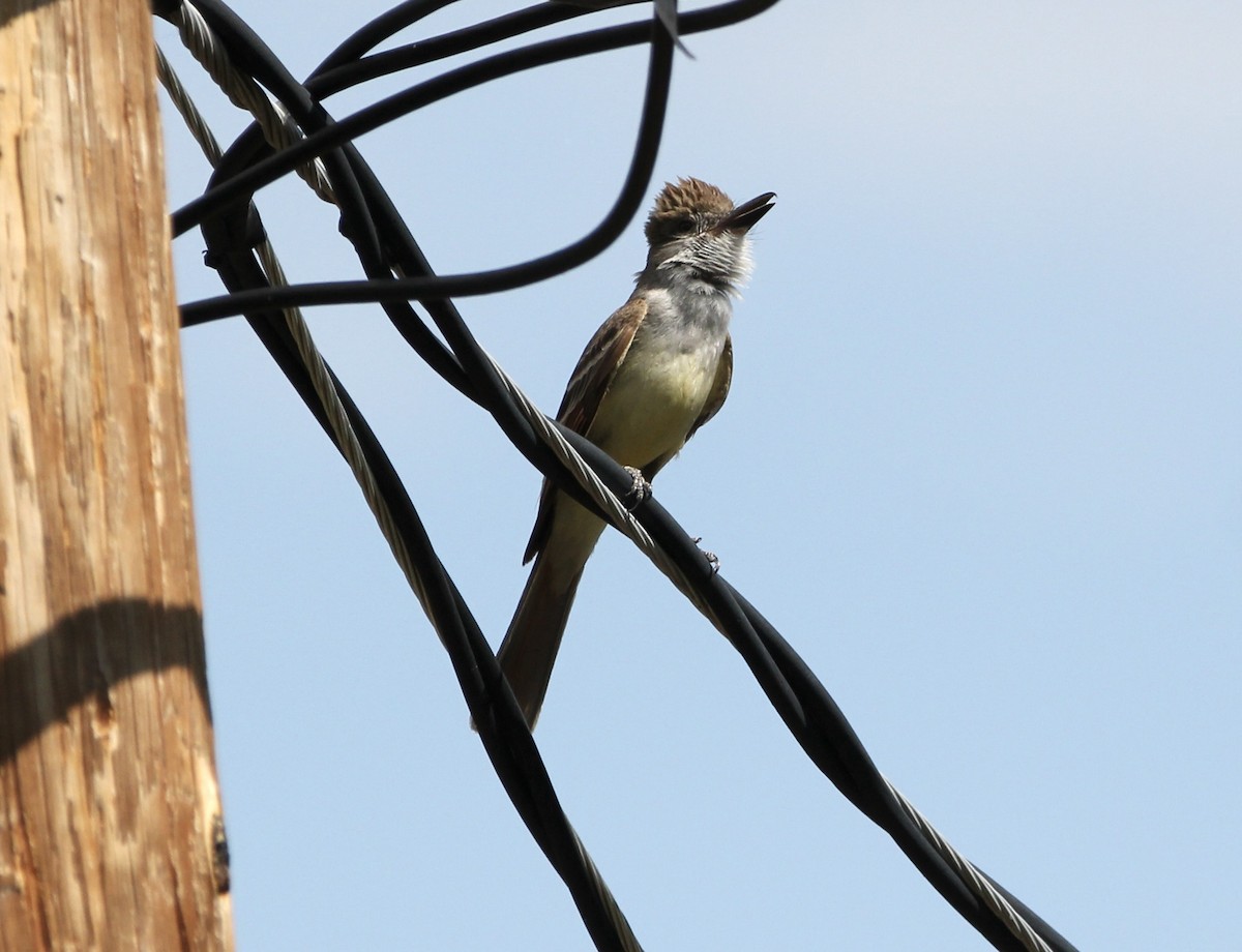 Brown-crested Flycatcher - ML645067324