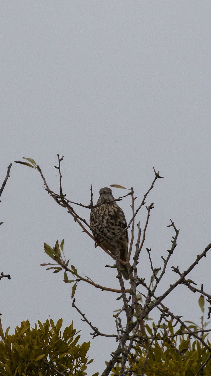 槲鶇 - ML645067329