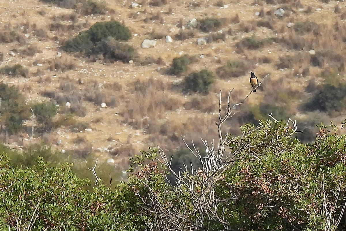 Cyprus Wheatear - ML645067331