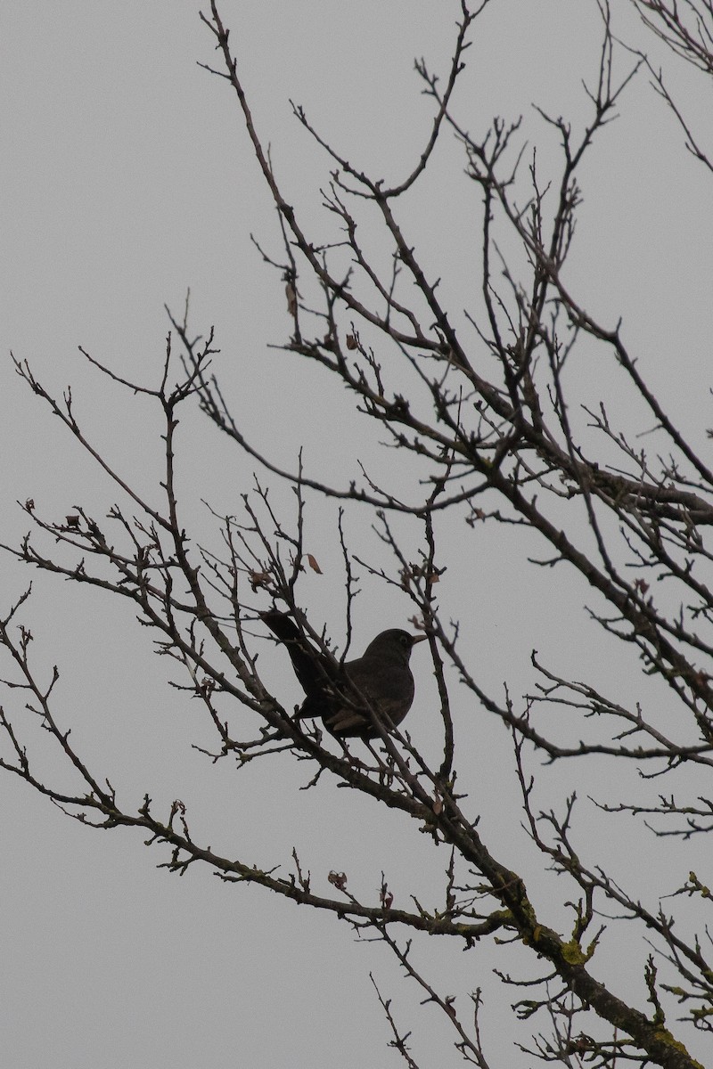 Eurasian Blackbird - ML645067338