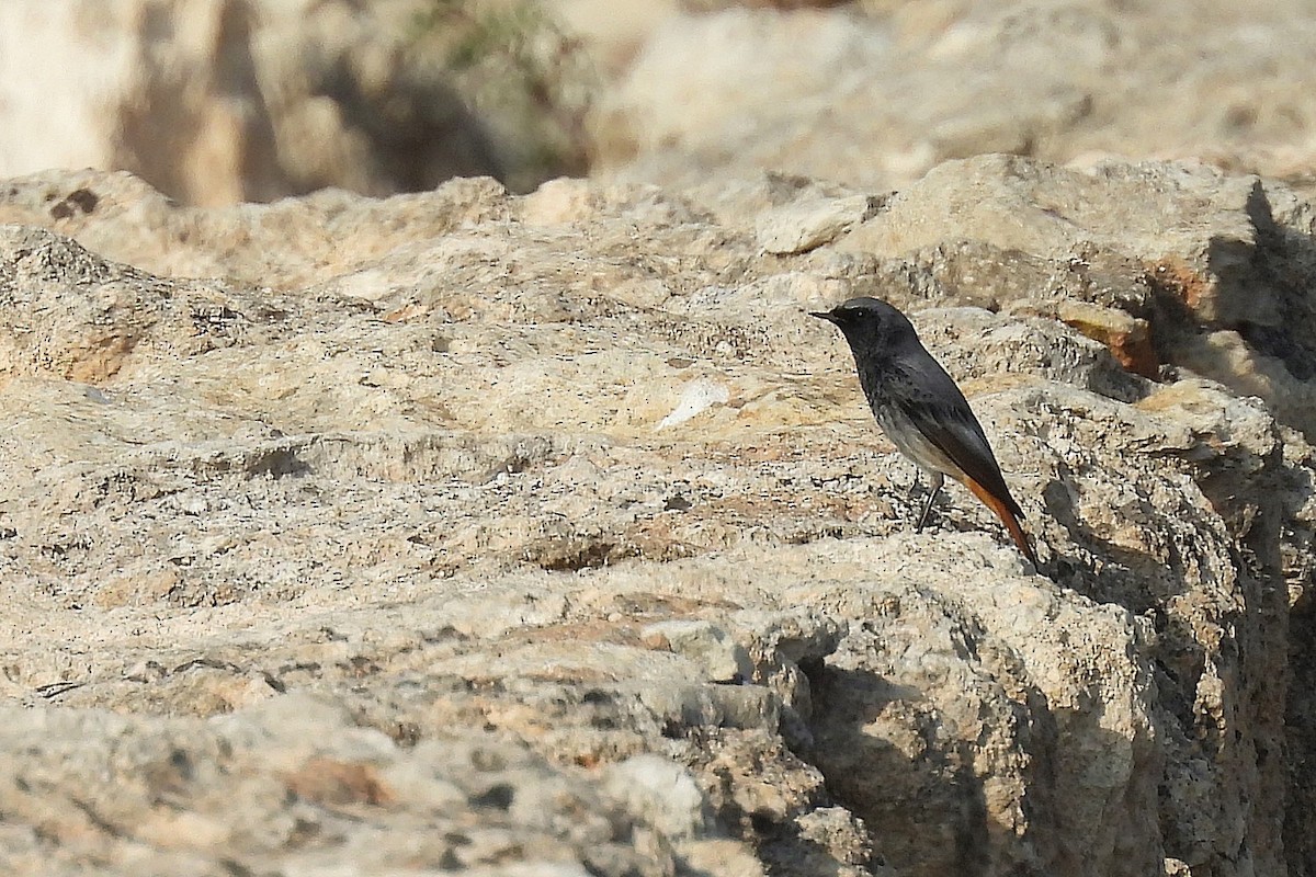 Black Redstart - ML645067341